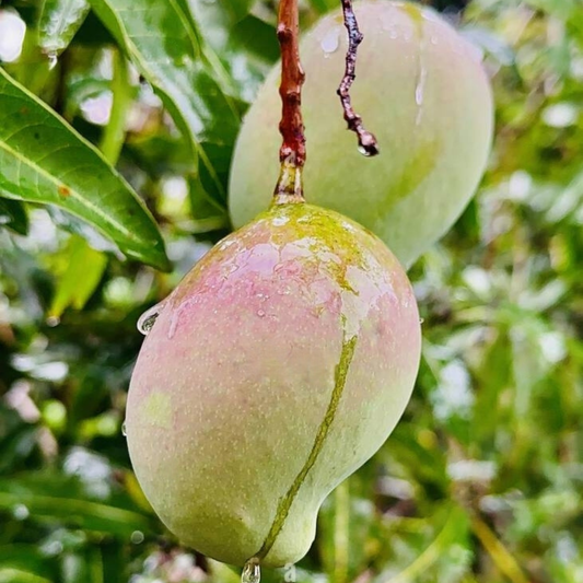 Kilichundan Mango Fruit Plant