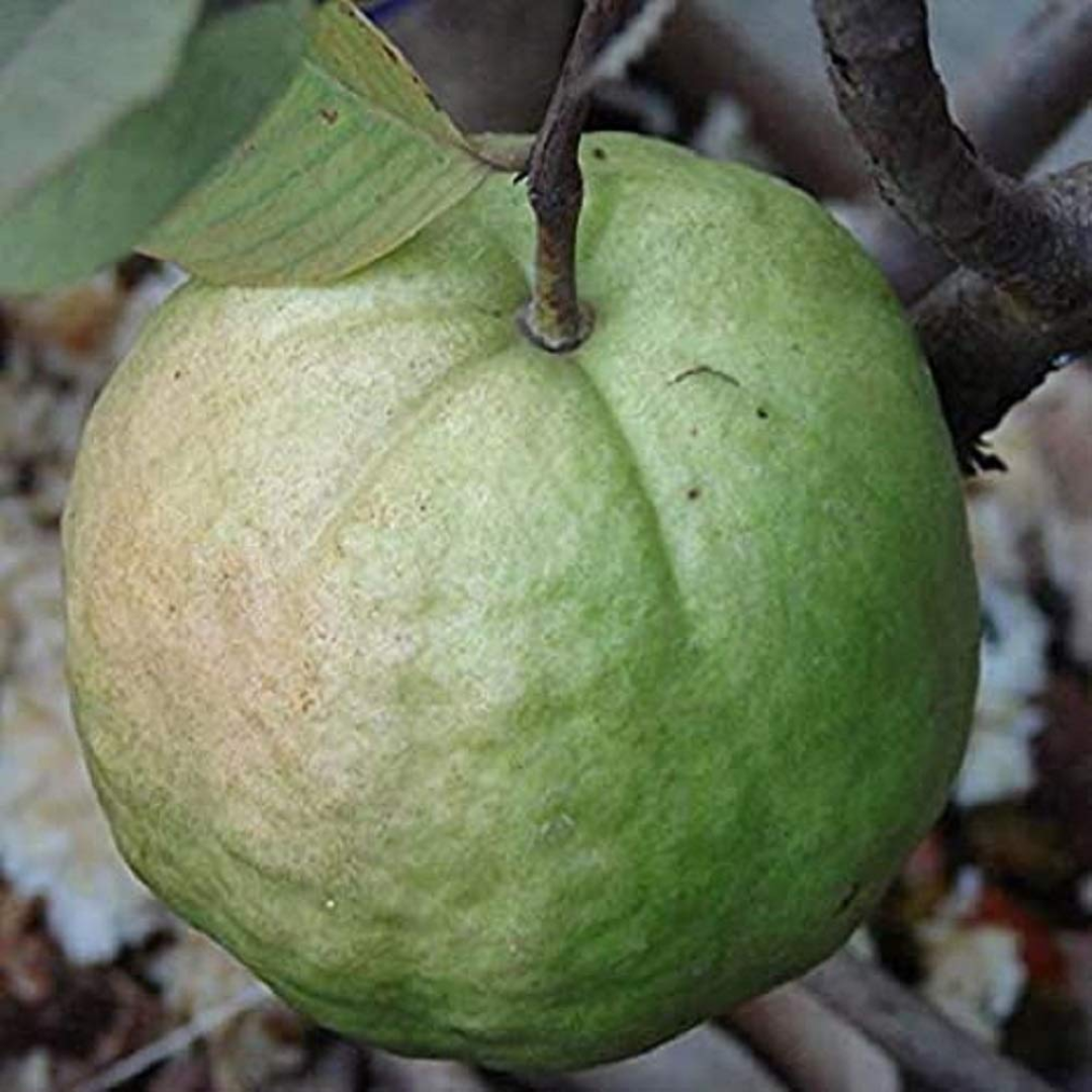 1 Kg Guava Fruit Plant
