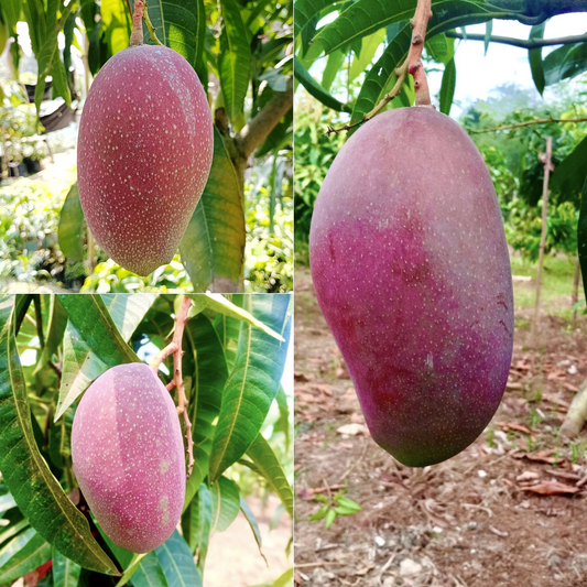 King of Chakapat Mango Fruit Plant