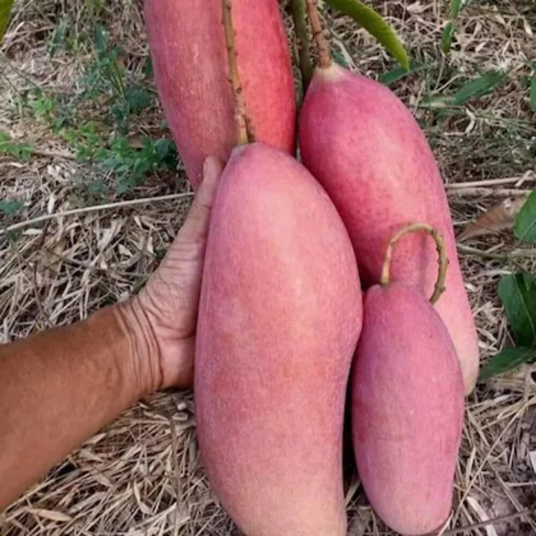 King of Chengmai Mango Fruit Plant