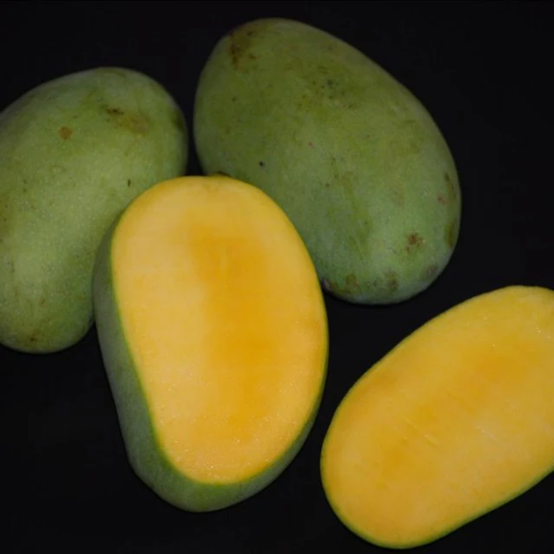 Kulambu Mango Fruit Plant