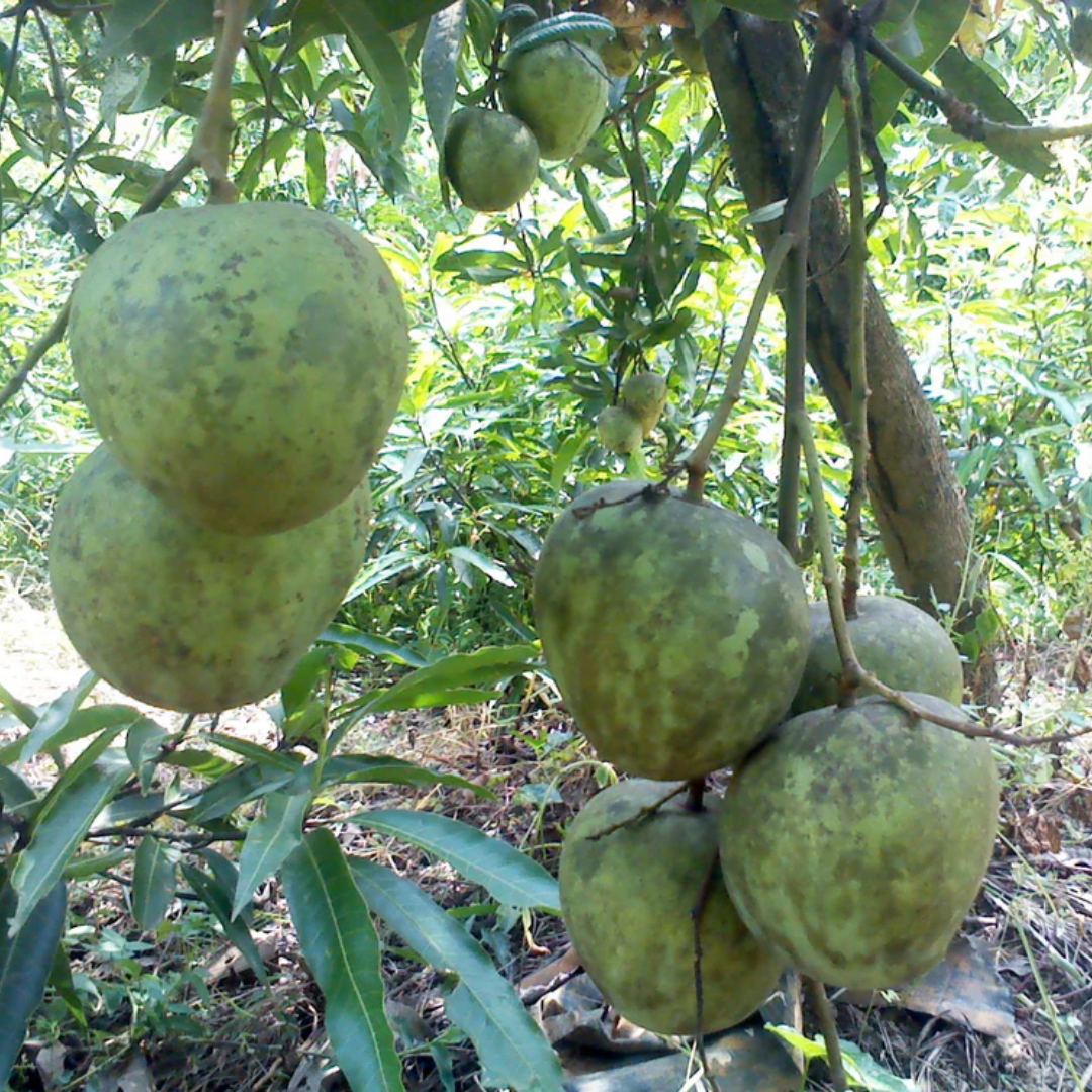 Kossery Mango Fruit Plant