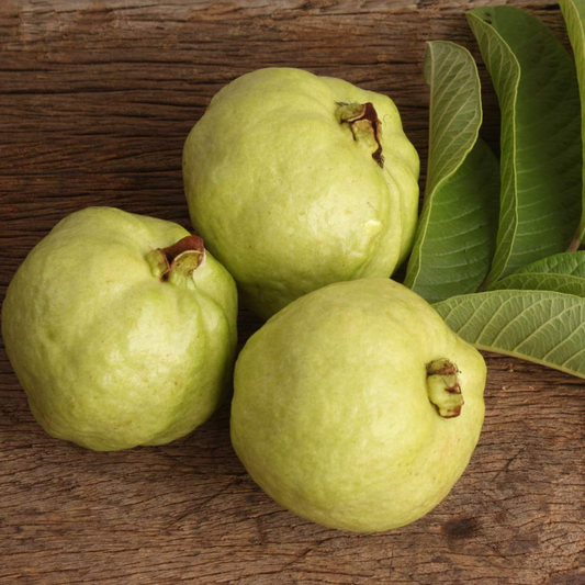 Lucknow 49 Guava Fruit Plant