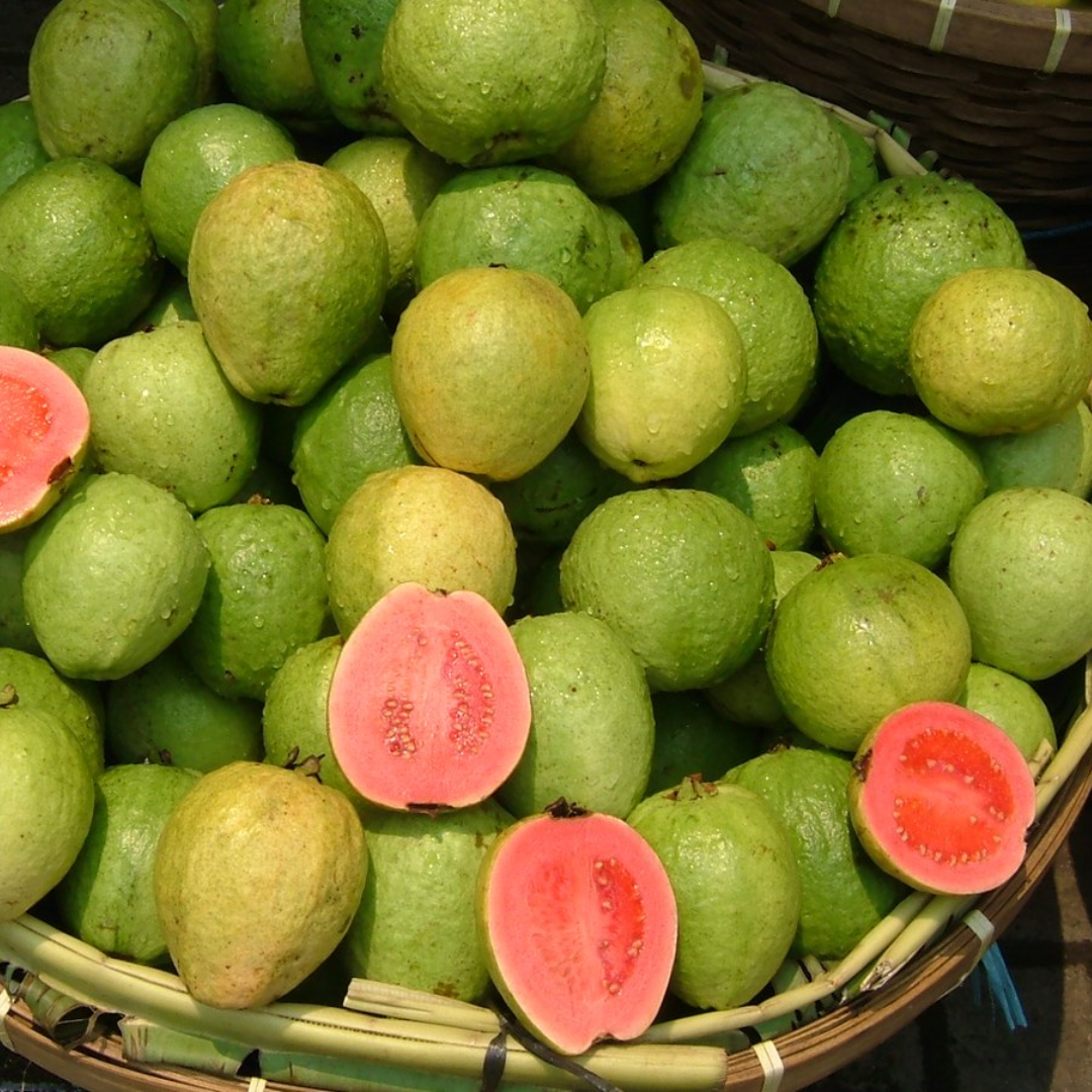 Lalit Guava Fruit Plant