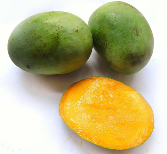 Langra Mango Fruit Plant
