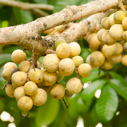 Duku Langsat Fruit Plant