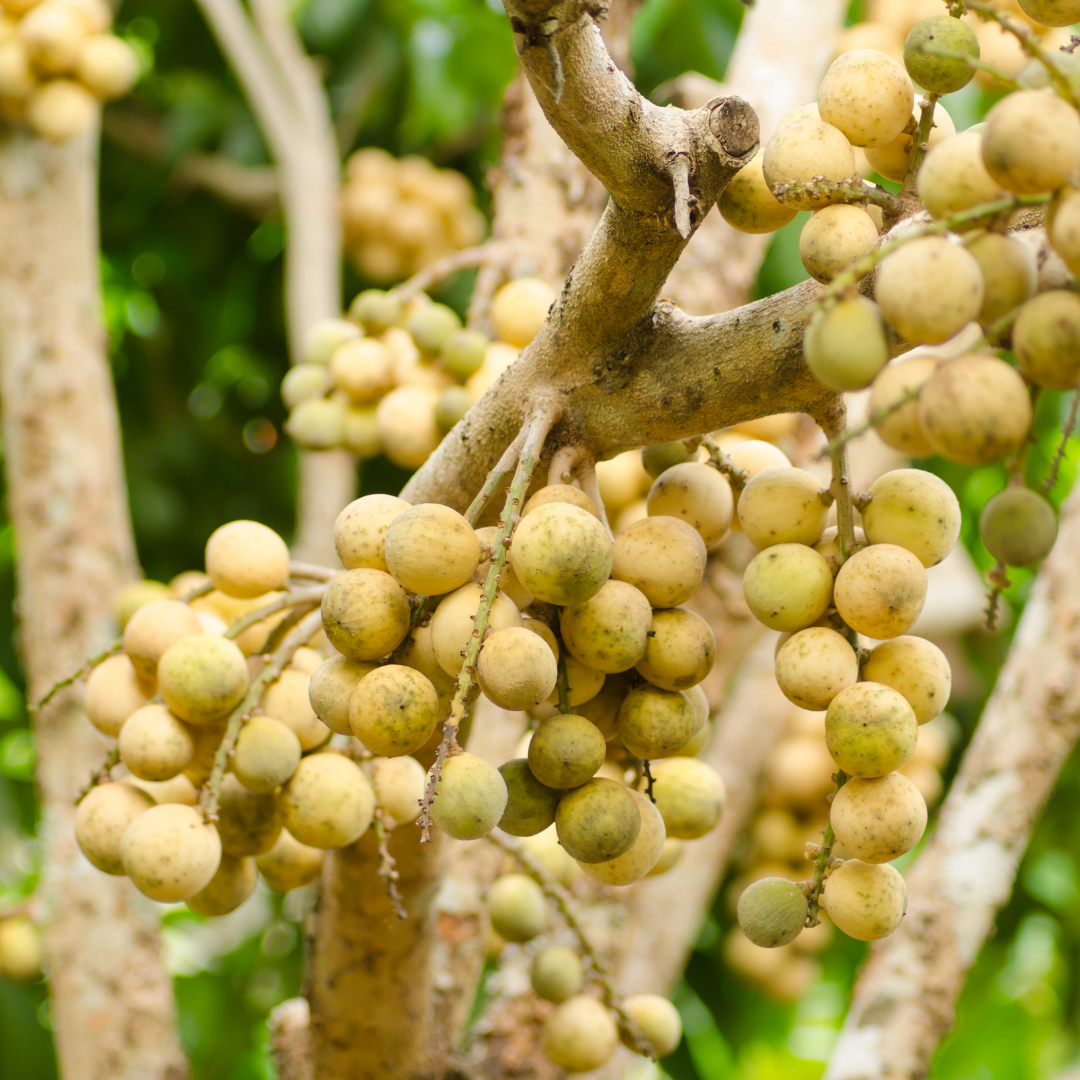 Duku Langsat Fruit Plant