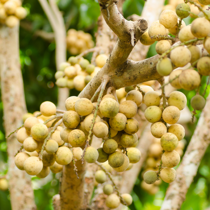 Duku Langsat Fruit Plant
