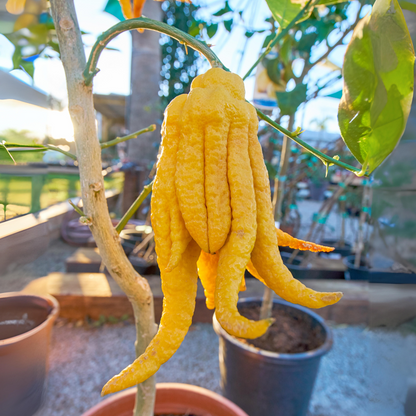 Buddha Hand Lemon Fruit Plant