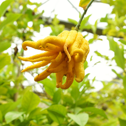Buddha Hand Lemon Fruit Plant