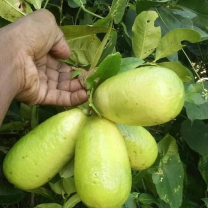 Gandharaj Lemon Fruit Plant