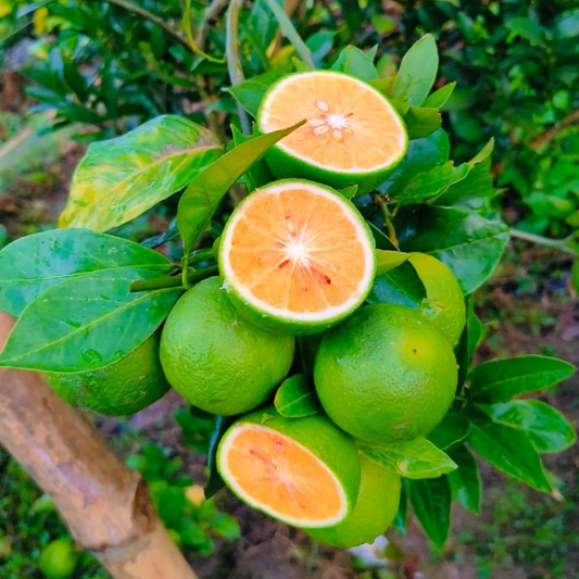 Malta Lemon Fruit Plant