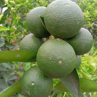 Malta Lemon Fruit Plant