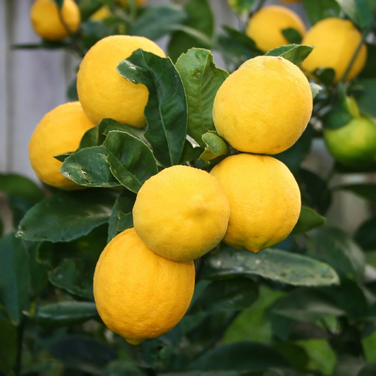 Meyer Lemon Fruit Plant