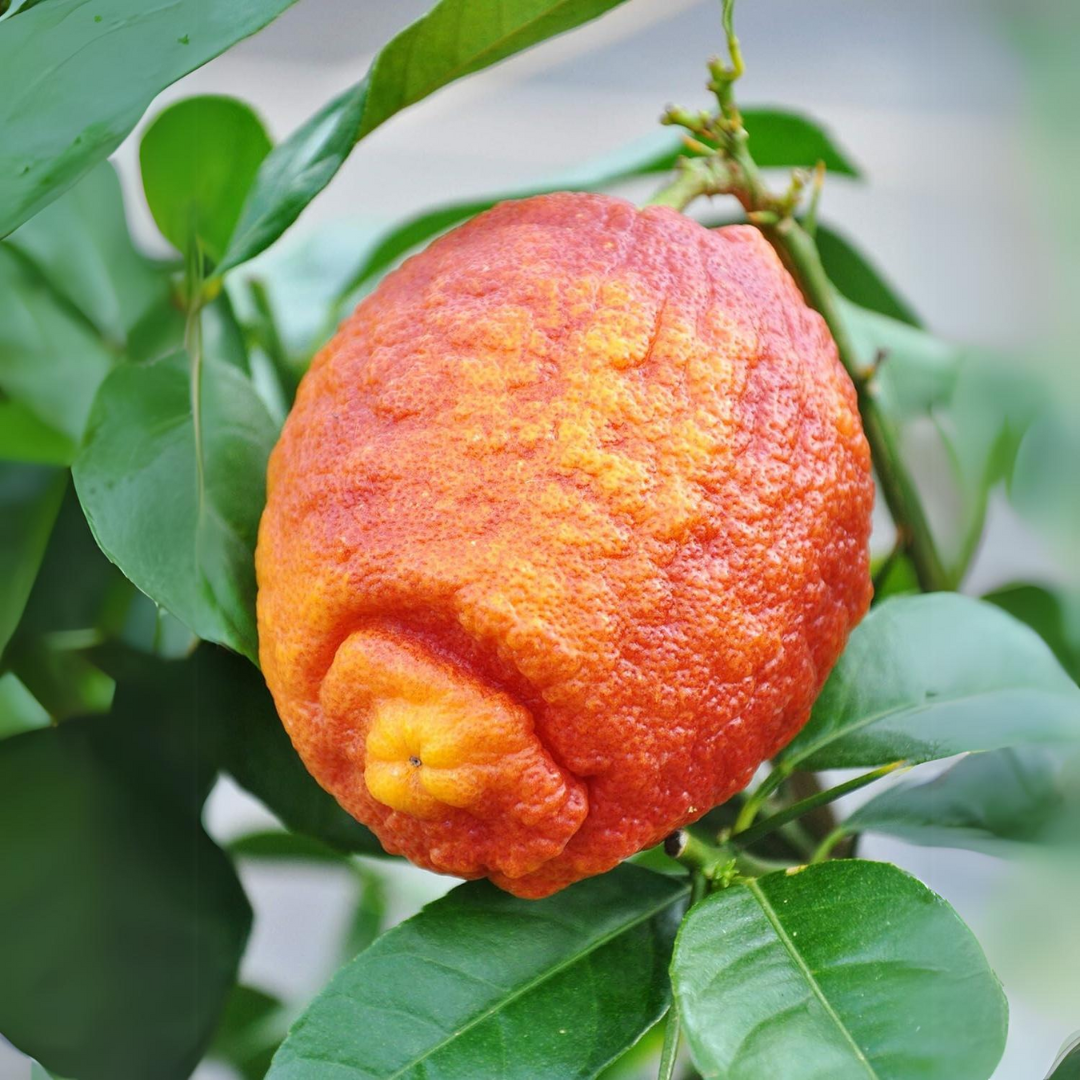 Thailand Red Lemon Fruit Plant