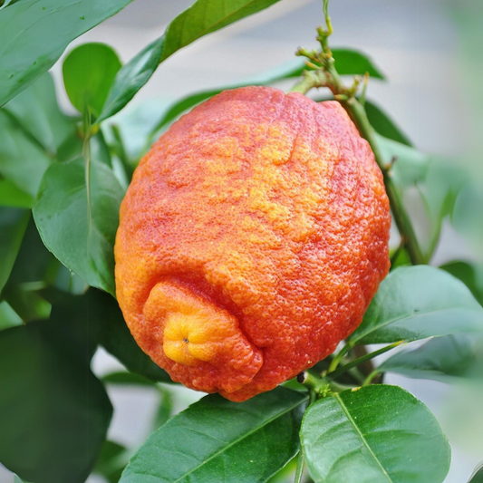 Thailand Red Lemon Fruit Plant