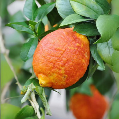 Thailand Red Lemon Fruit Plant