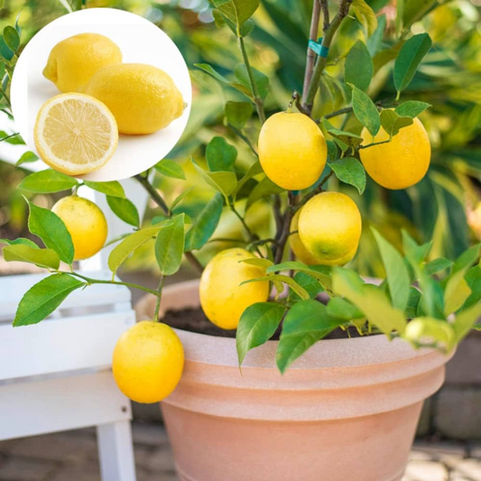 Seedless Lemon Fruit Plant