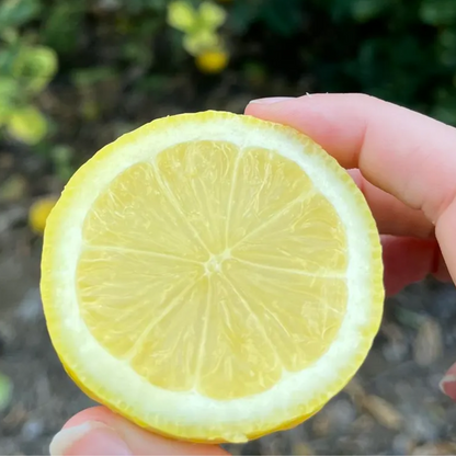 Seedless Lemon Fruit Plant