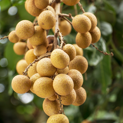 Edaw Longan Fruit Plant