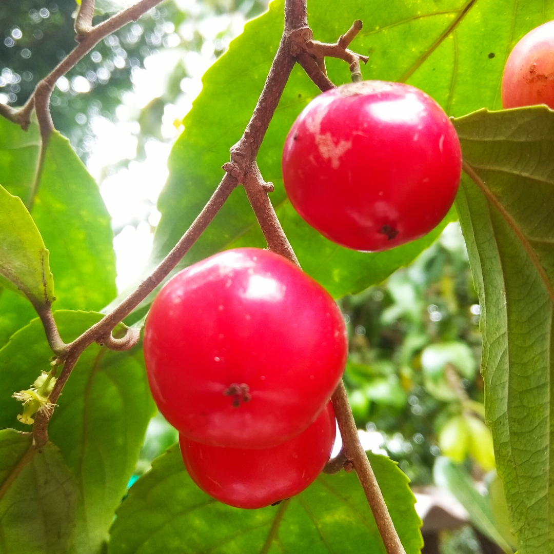 Loobi Coffee Plum Fruit Plant