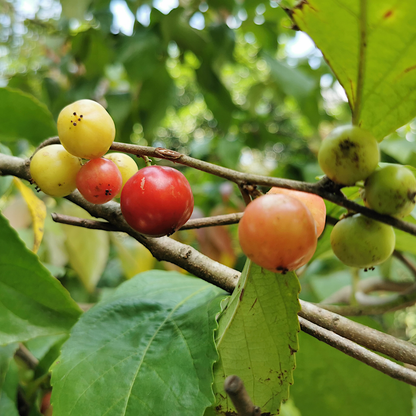 Loobi Coffee Plum Fruit Plant