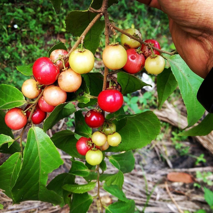Loobi Coffee Plum Fruit Plant
