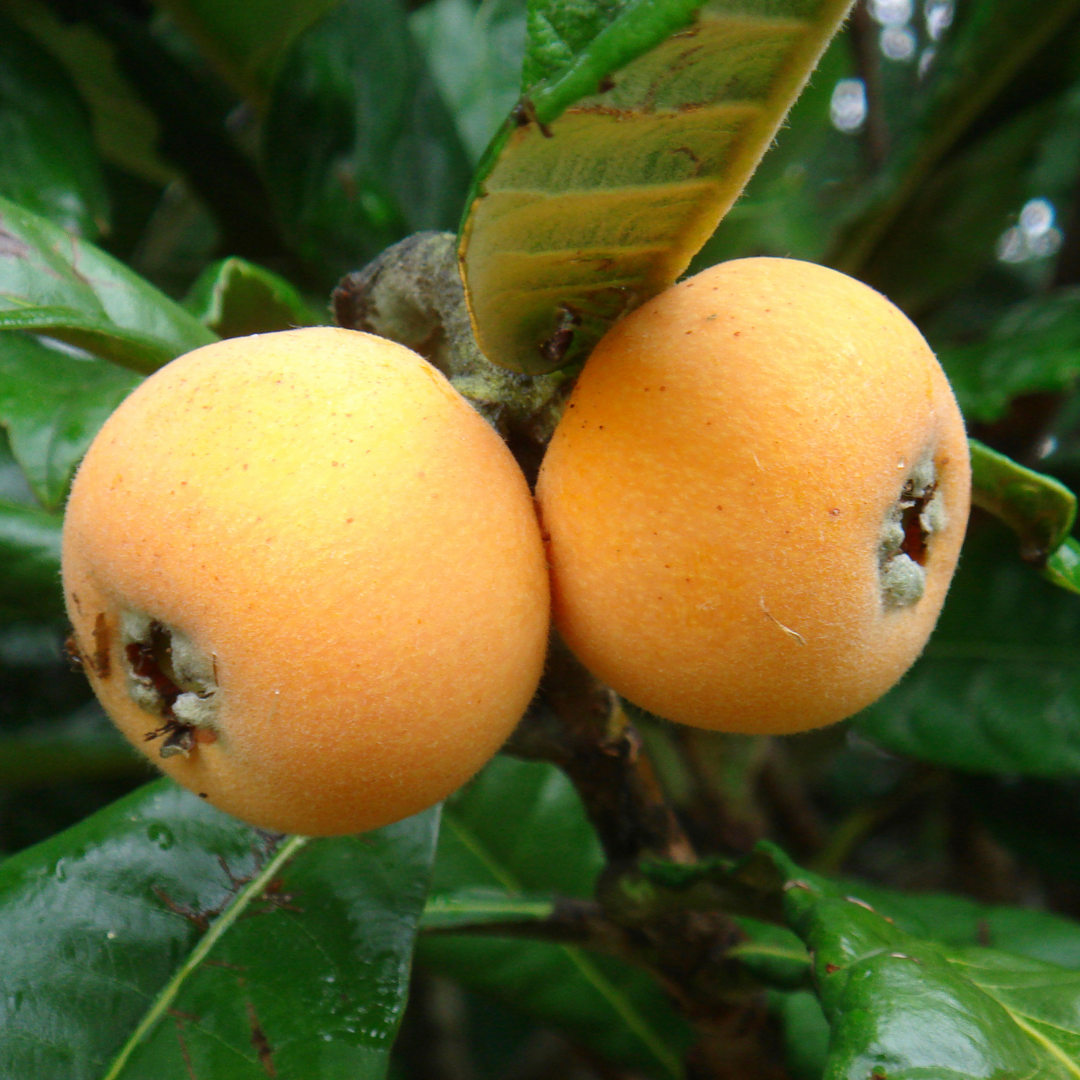Loquat Japanese Plum Fruit Plant