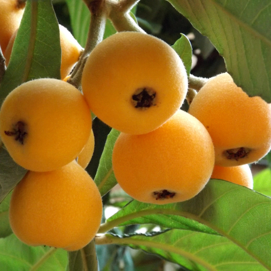 Loquat Japanese Plum Fruit Plant