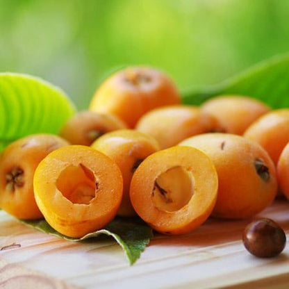 Loquat Japanese Plum Fruit Plant