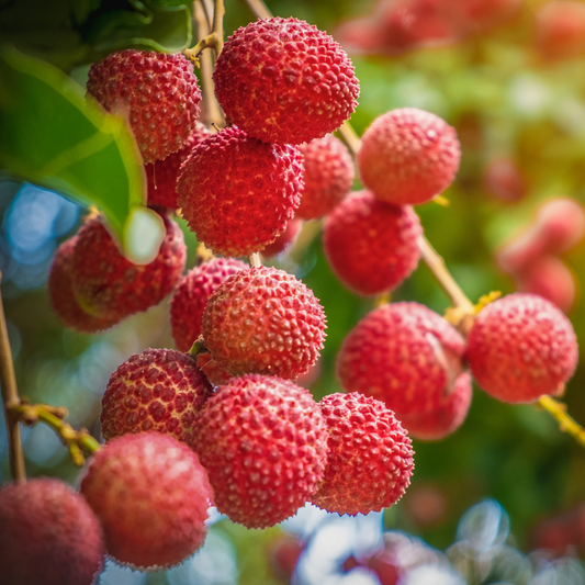 Bengal Lychee Fruit Plant