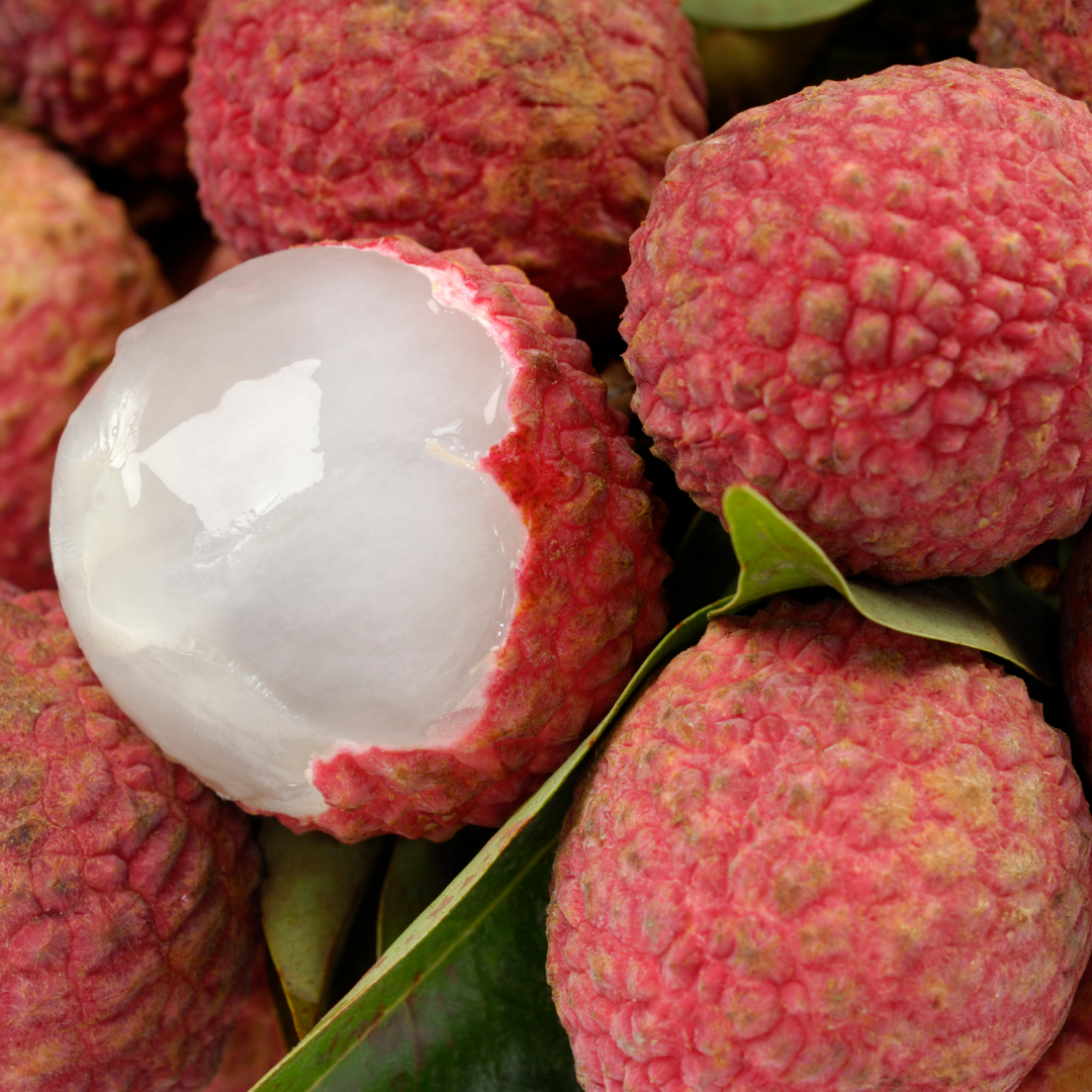 Bengal Lychee Fruit Plant