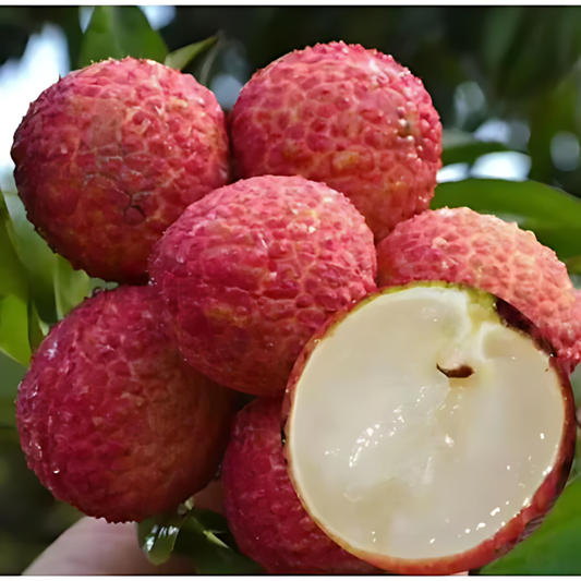 Seedless Lychee Fruit Plant