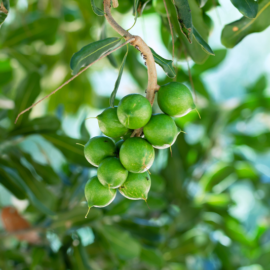 Macadamia Nut Fruit Plant