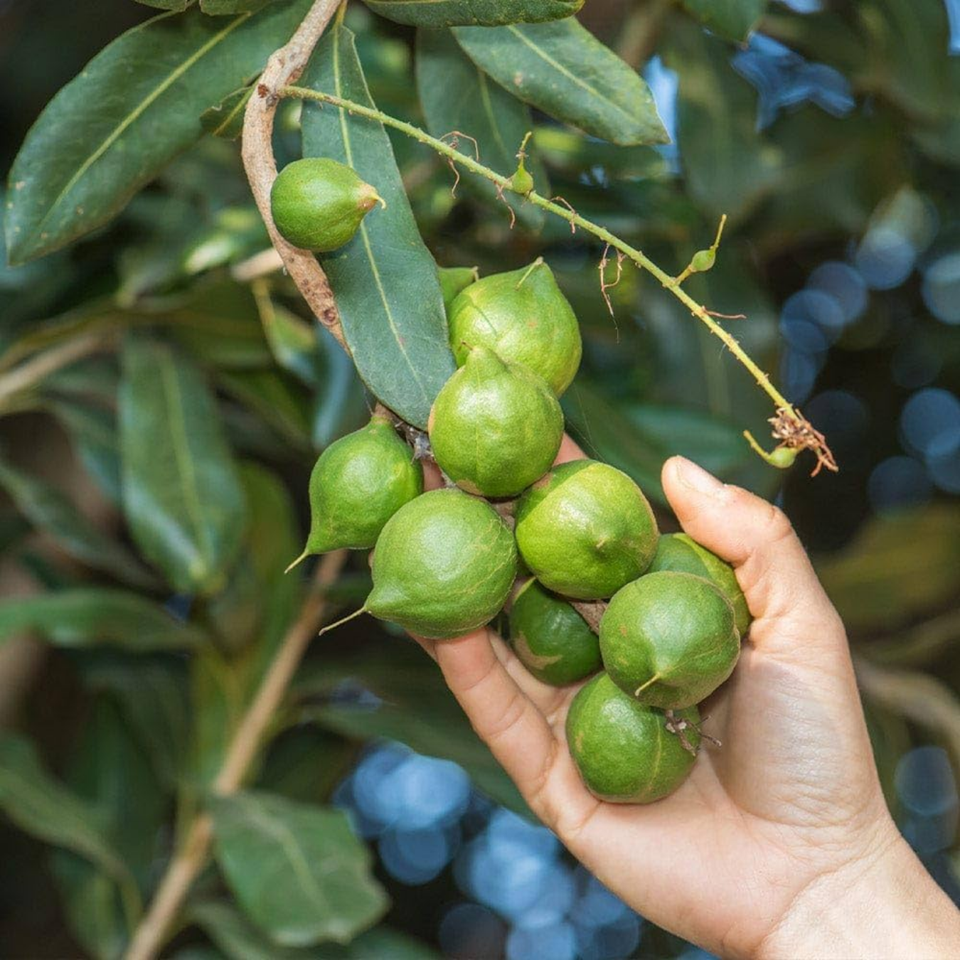 Macadamia Nut Fruit Plant