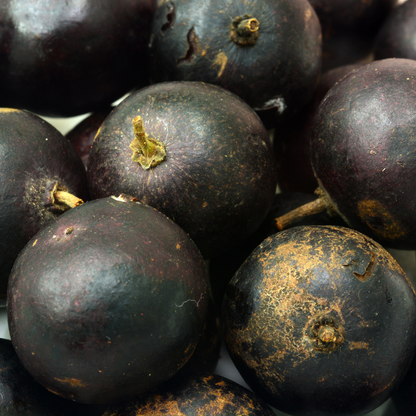 Black Manila Tennis Ball Cherry Fruit Plant