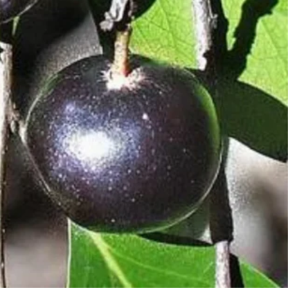 Black Manila Tennis Ball Cherry Fruit Plant