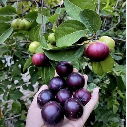 Purple Manila Tennis Ball Cherry Fruit Plant