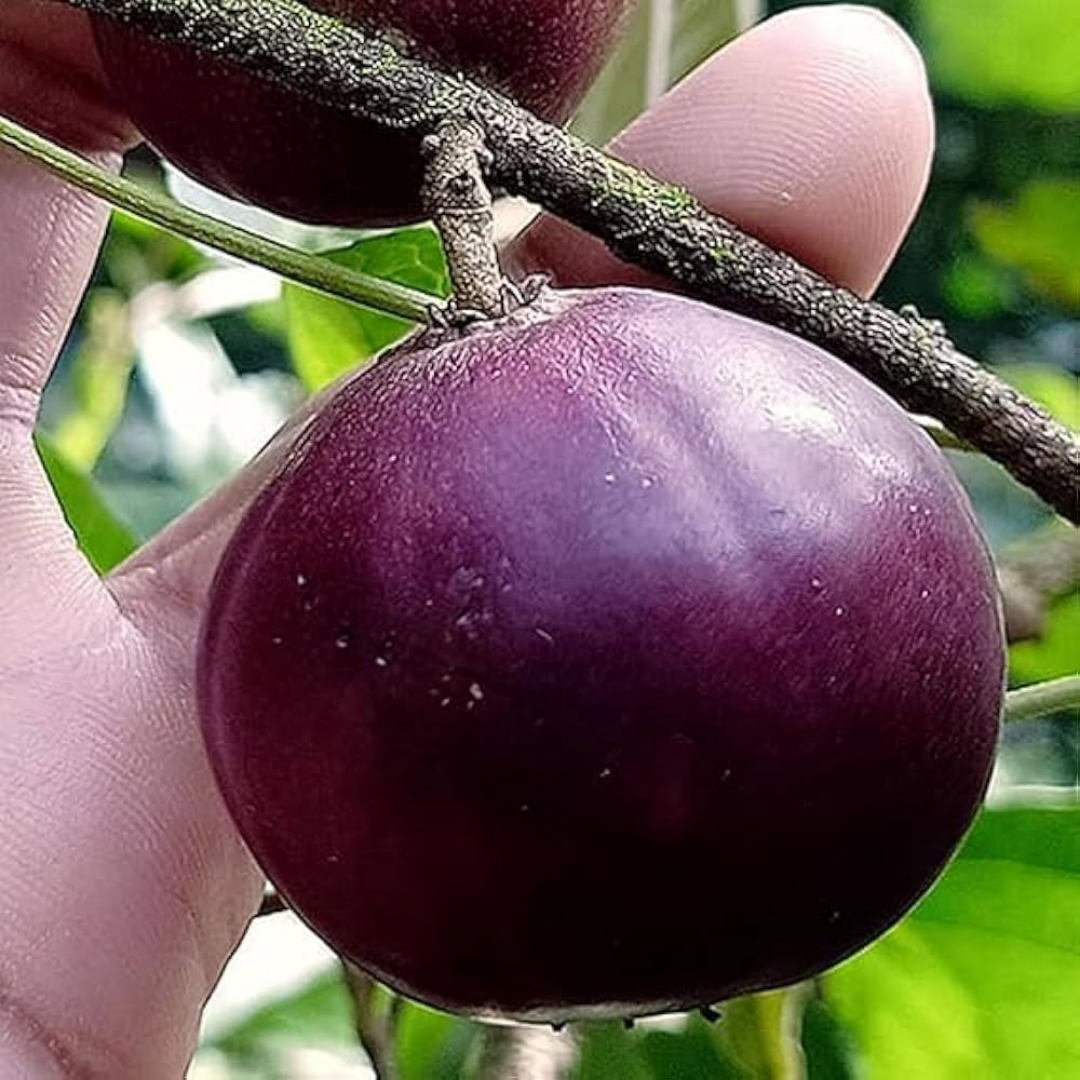 Purple Manila Tennis Ball Cherry Fruit Plant