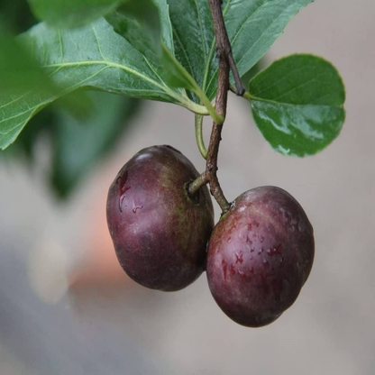 Purple Manila Tennis Ball Cherry Fruit Plant