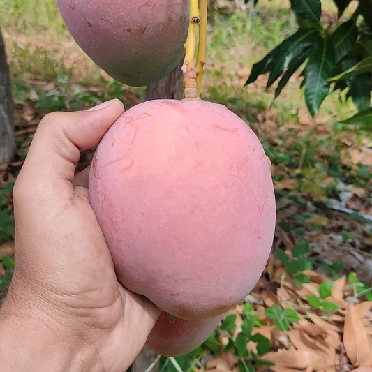 Maya Brazil Mango Fruit Plant