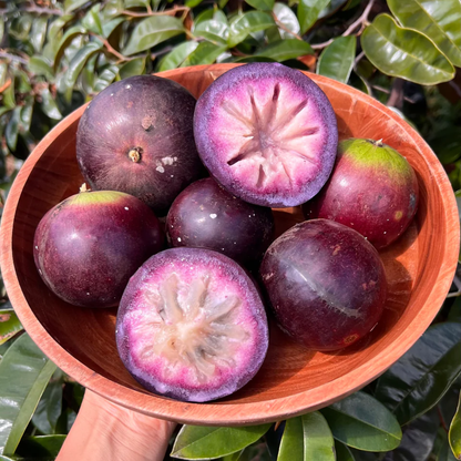 Purple Star Apple Milk Fruit Plant