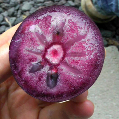 Purple Star Apple Milk Fruit Plant