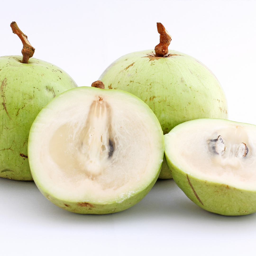 White Star Apple Milk Fruit Plant