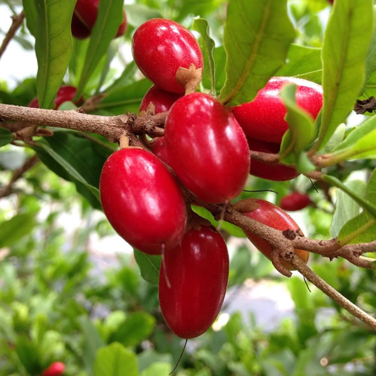 Miracle Berry Fruit Plant