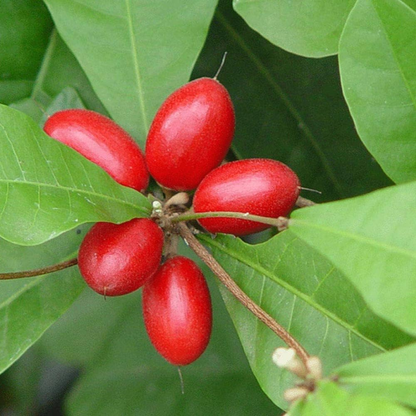 Miracle Berry Fruit Plant