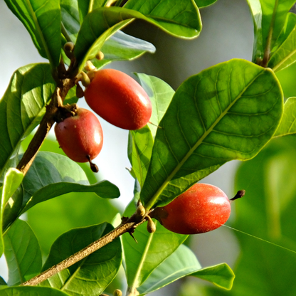 Miracle Berry Fruit Plant