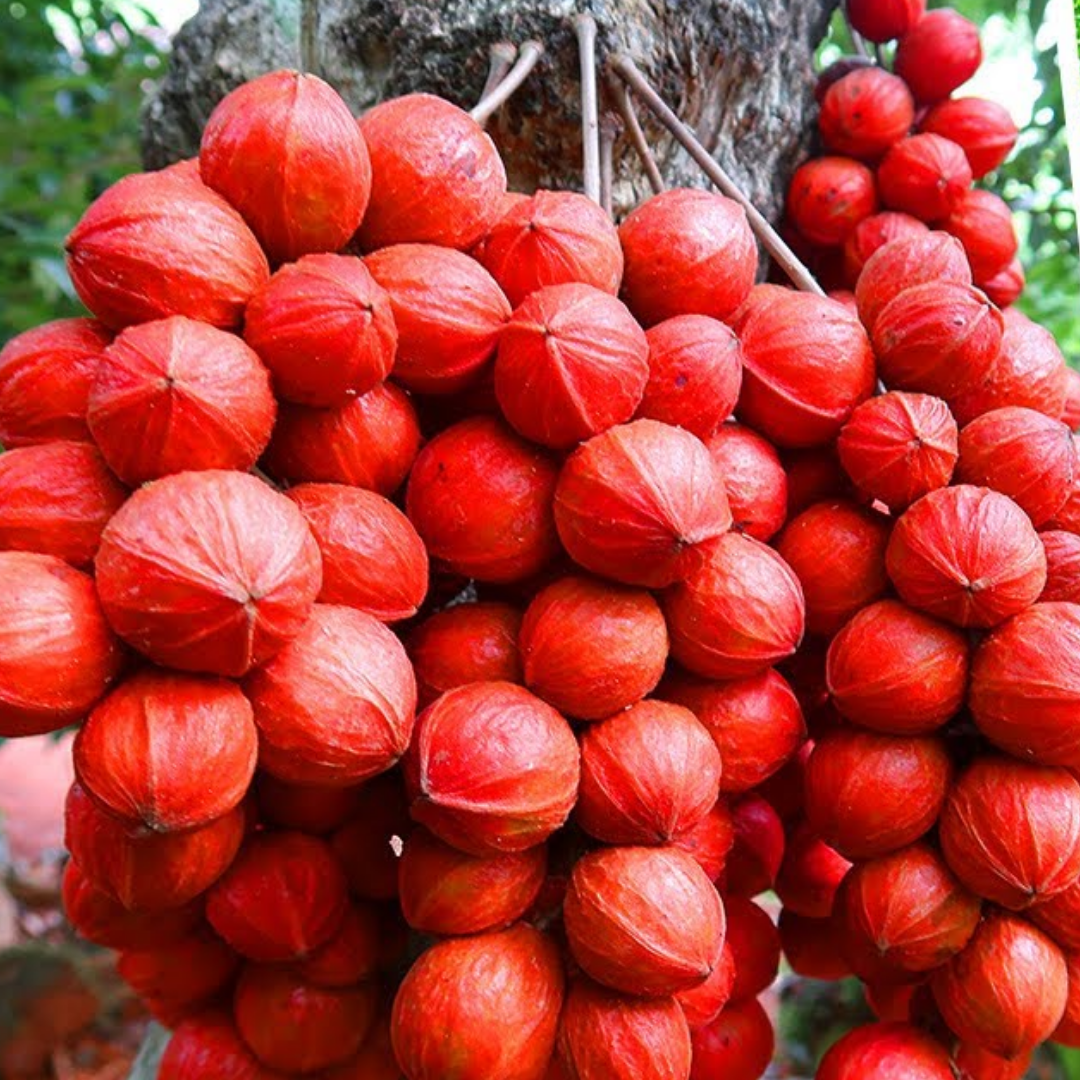 Red Mooty Fruit Plant