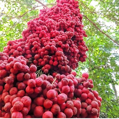 Red Mooty Fruit Plant