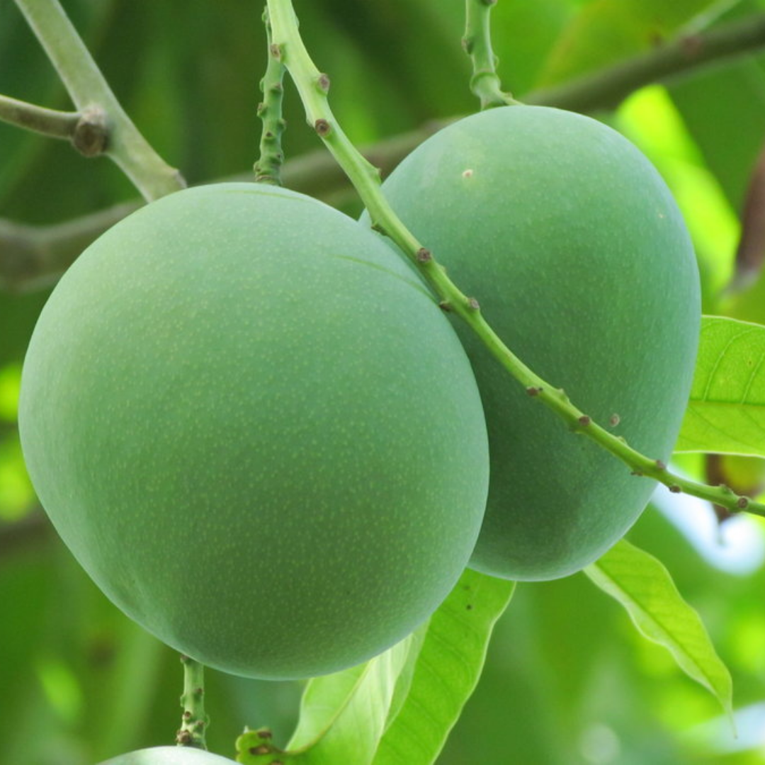 Moovandan Mango Fruit Plant